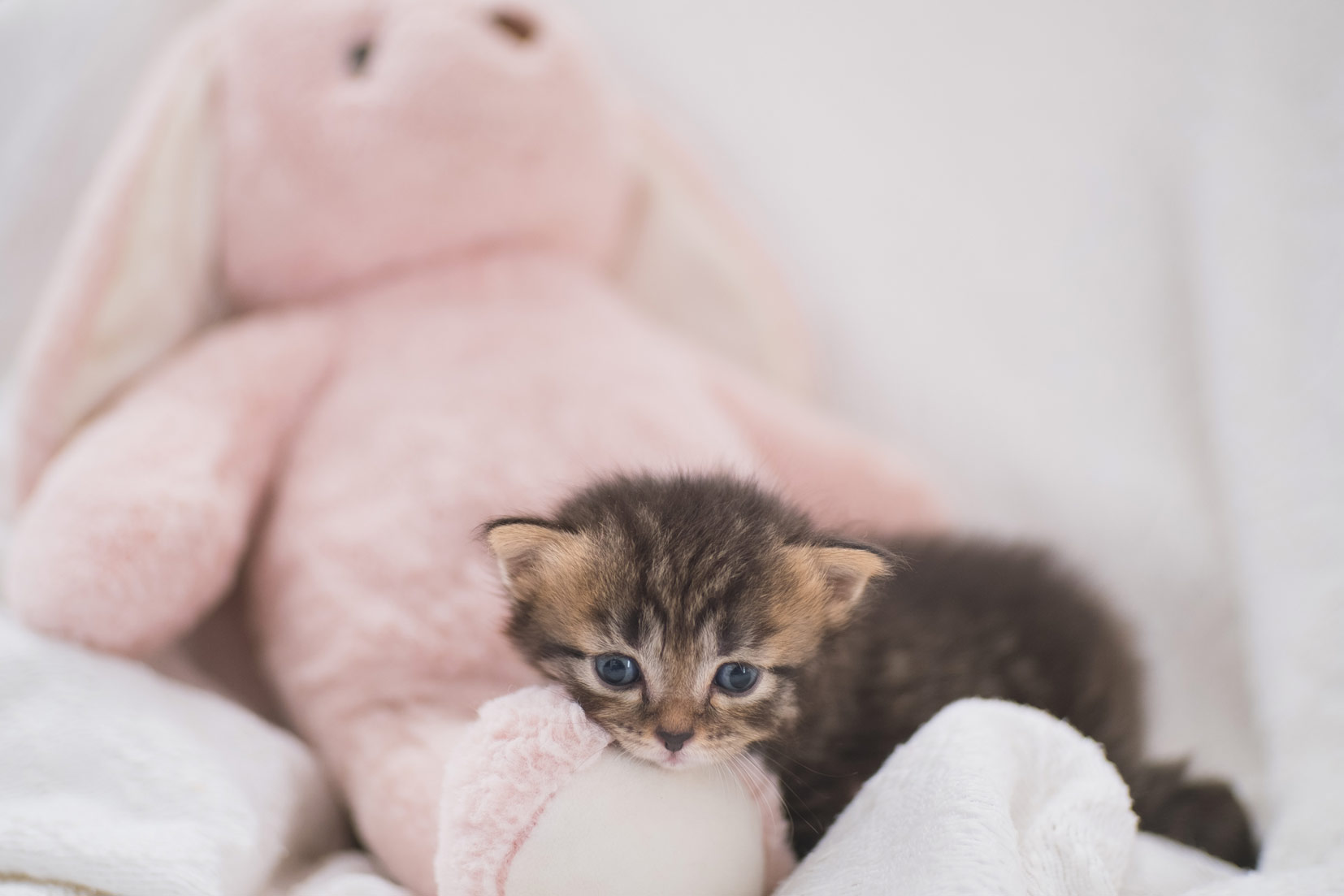 kitten cuddles into stuffed animal