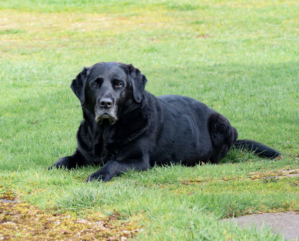 senior dog showing aging characteristics
