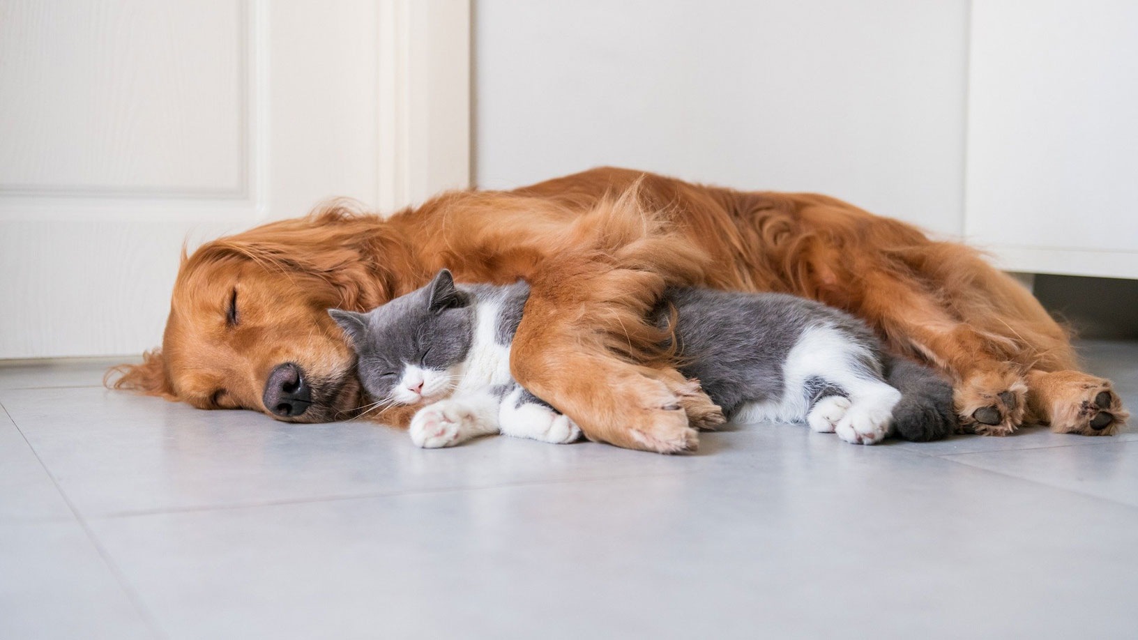 dog and cat cuddling together, while sleeping