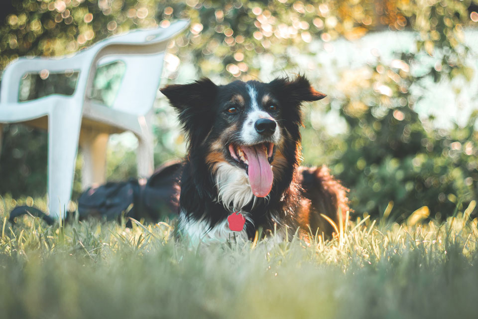 dog laying outside in the summer months