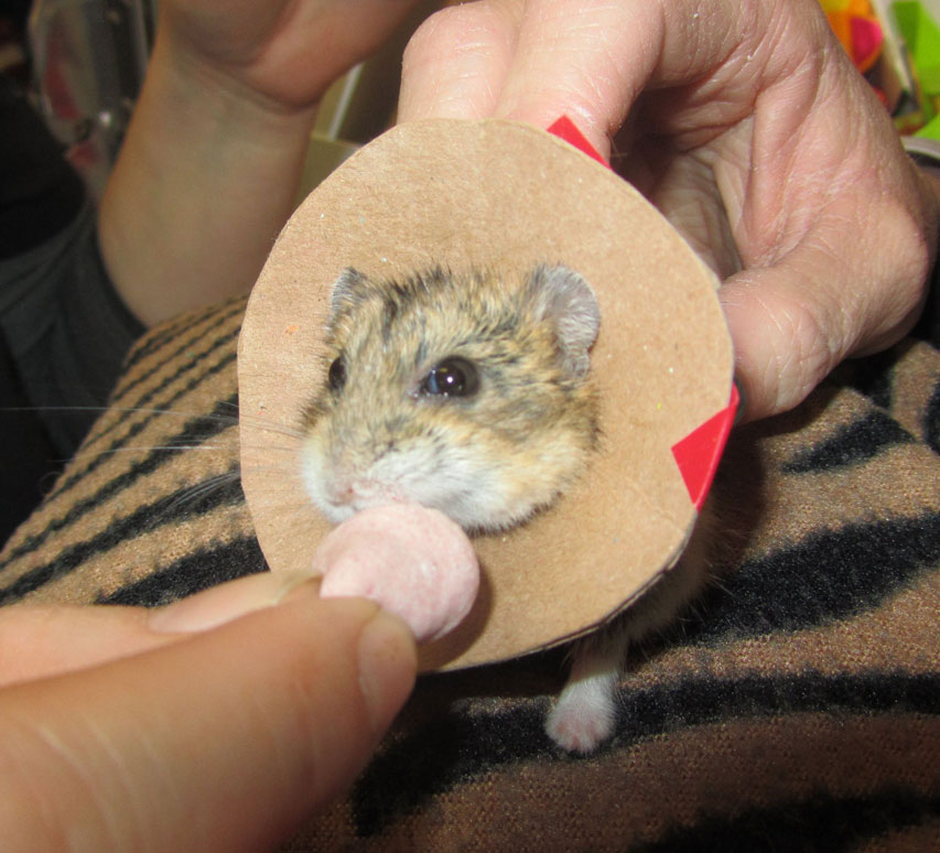 Mr. Nibbles the hamster wearing a cone to prevent chewing on incision