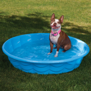 dog sitting in a kiddie pool in shaded area