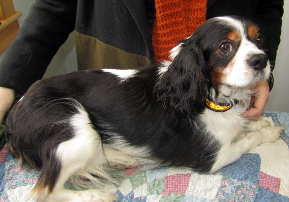 Archie three weeks after treatment, looking happy and more playful.