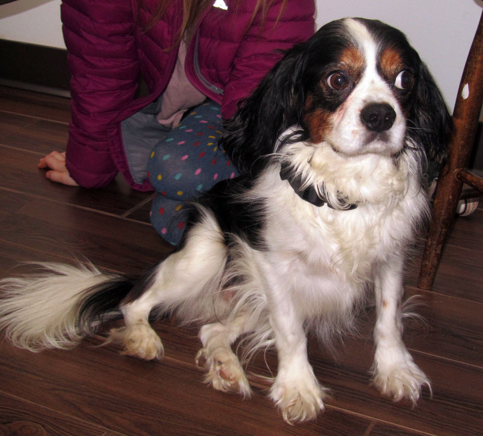 Archie the dog looking happy weeeks after surgery