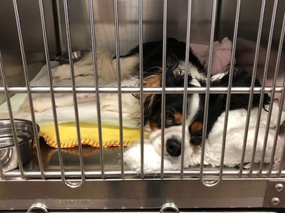 Archie cuddling with a stuffed toy.