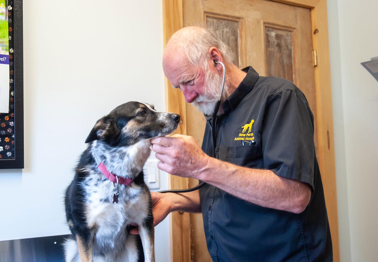 Dr. David Lister using a stethoscope on a dog during an examination