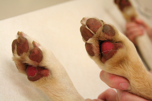 dog's burnt pawpads