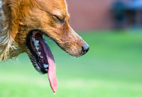dog panting in the warm summer months